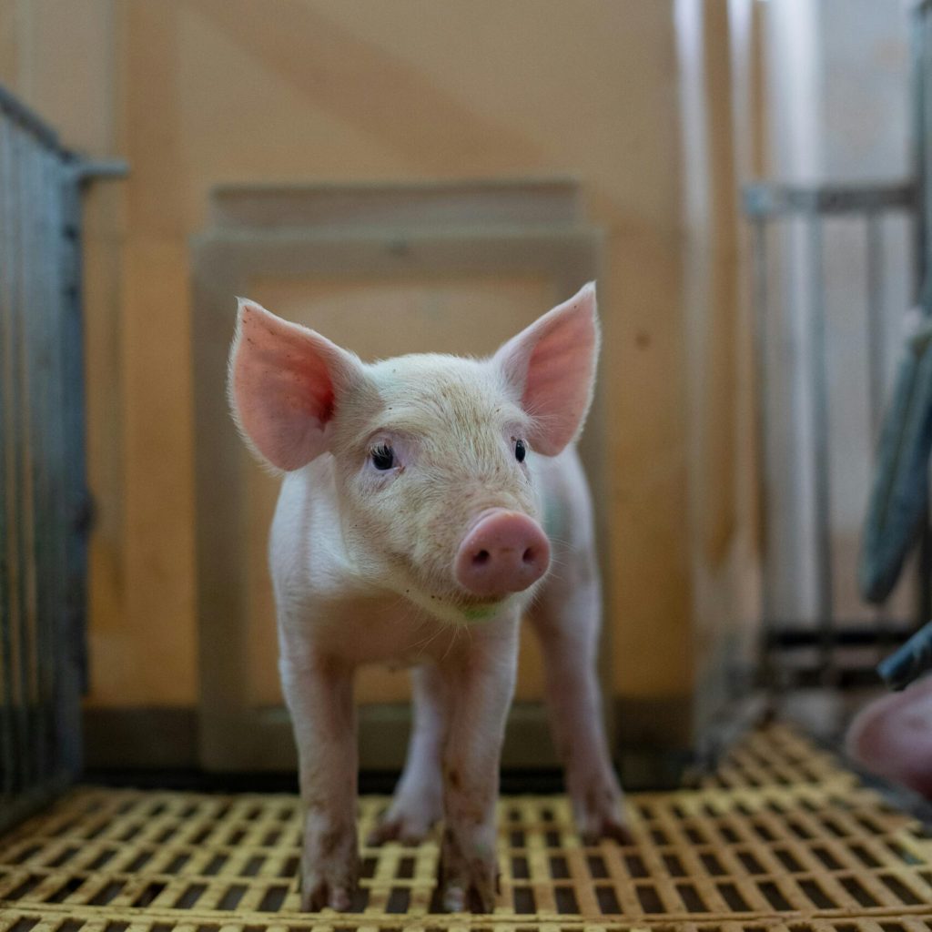 pexels-botanphotography-29738143