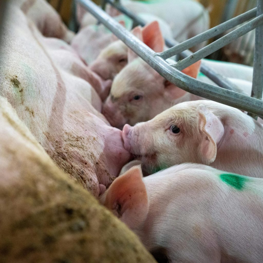 pexels-botanphotography-29738145