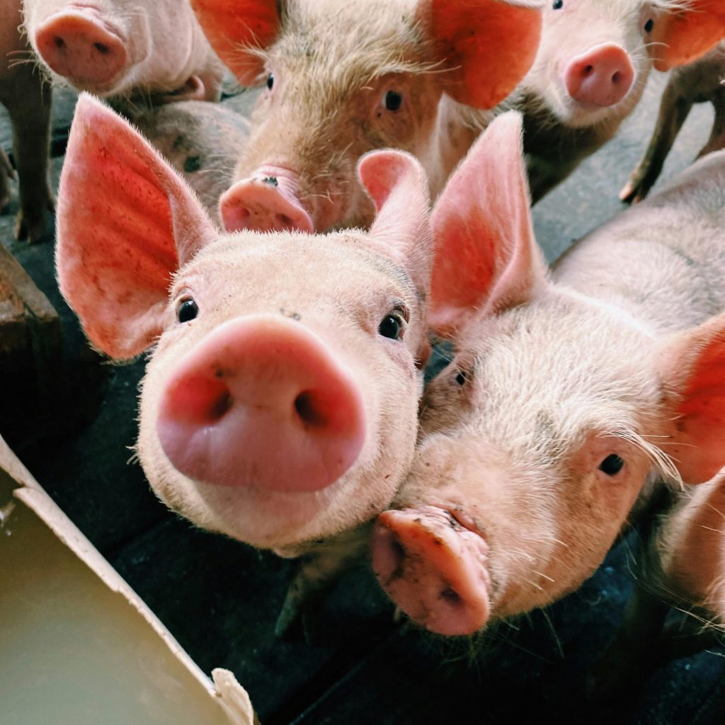 pexels-hayana-fernanda-3280725-14534682