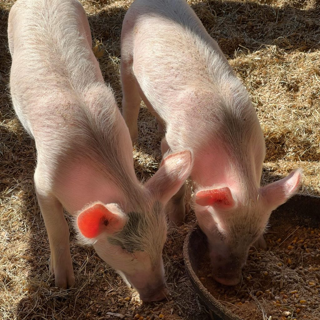 pexels-kathtrigg-14327938