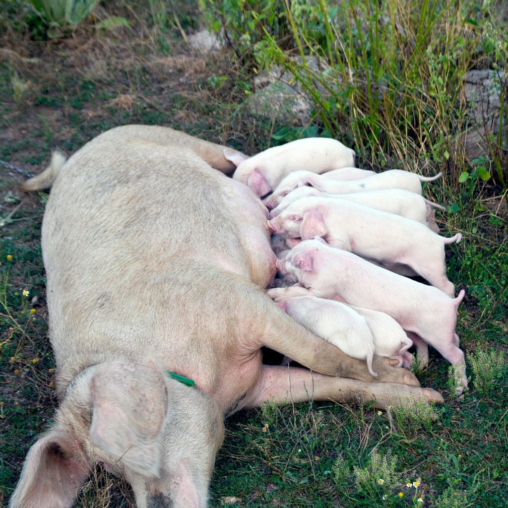 pexels-sasho-alushevski-178203156-11155920